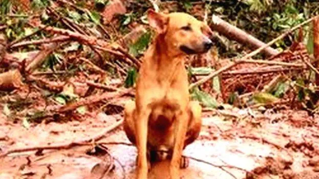 kavalappara-dog