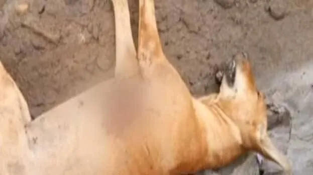killing-dogs-for-arms-tra
