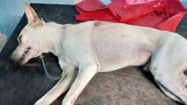 dog-killing