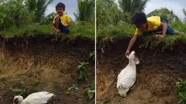 duck