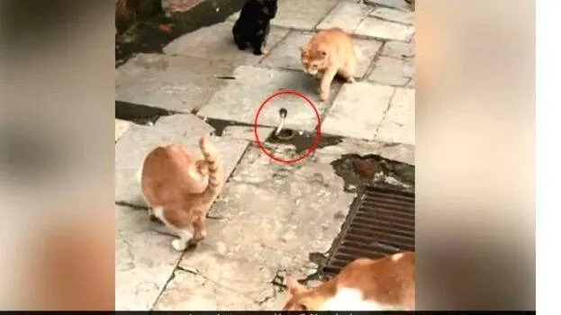 cat-snake-fight