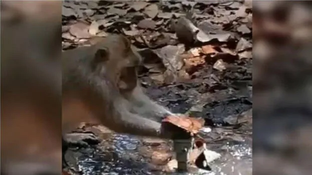 monkey
