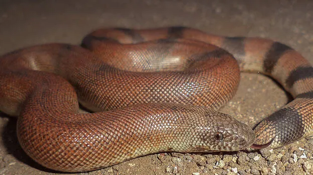 snake