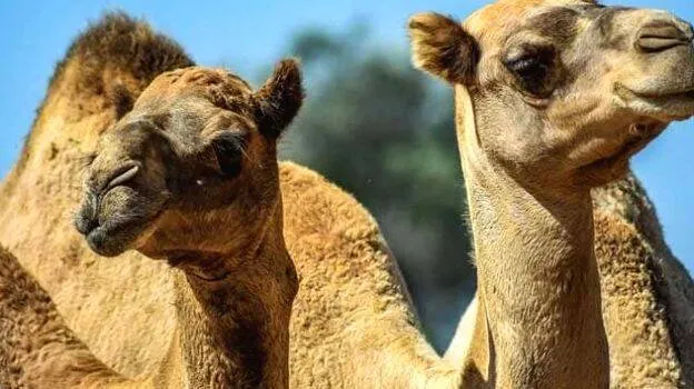 camel-shot-dead