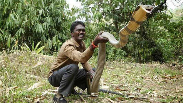 Prayers yield results, Vava Suresh discharged from hospital, to catch  snakes from tomorrow - KERALA - GENERAL | Kerala Kaumudi Online