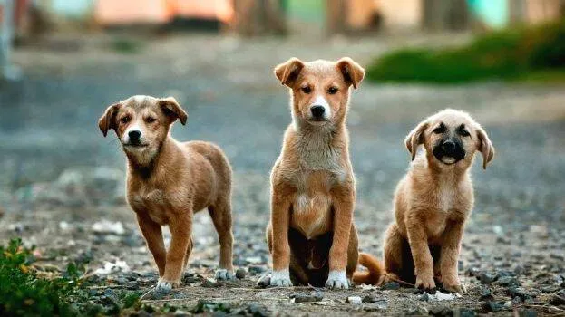 stray-dogs