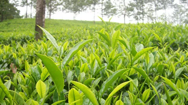 plantation