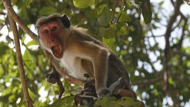 monkeys