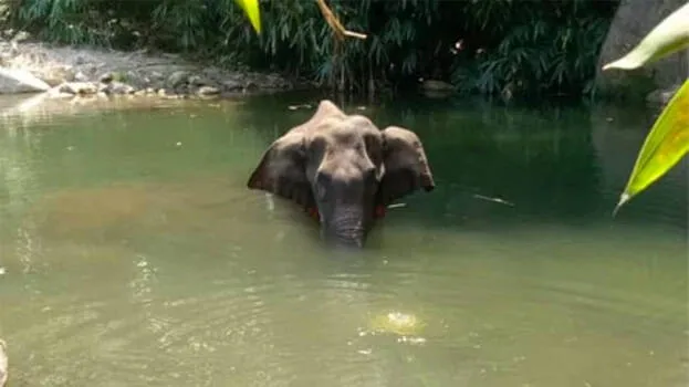 elephant