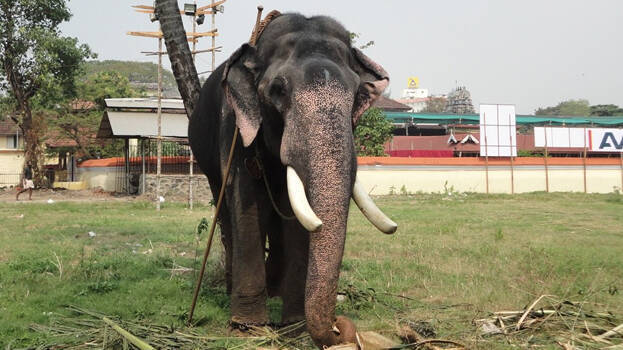Picture of elephant