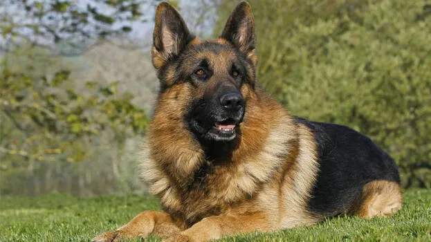 dog
