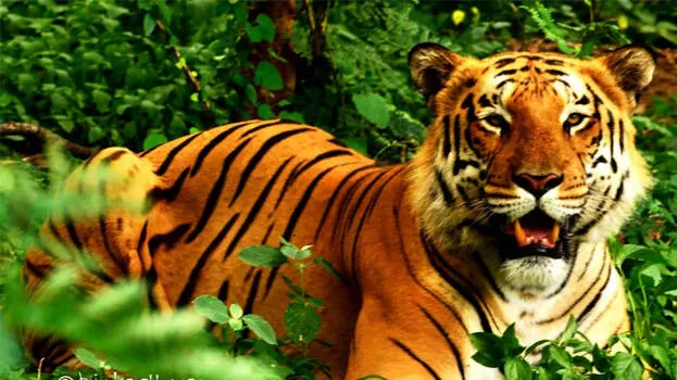 tiger