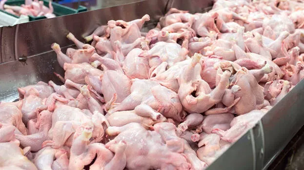 chicken