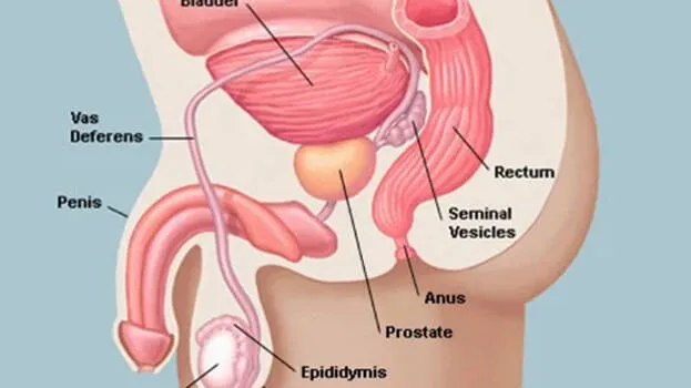 prostate