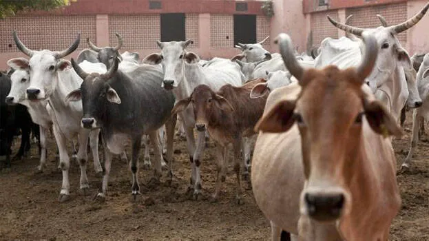 cows