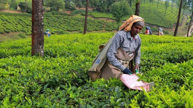 munnar