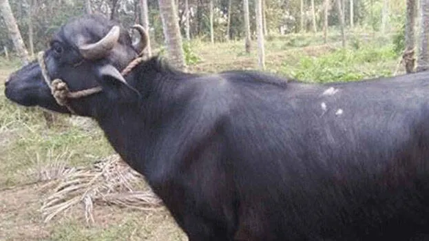 buffalo