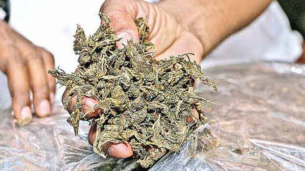 ganja