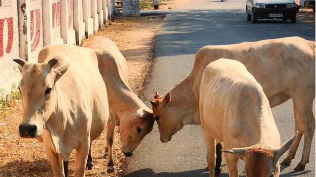cow-slaughter-ban