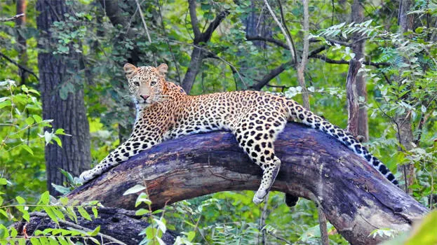 zoo