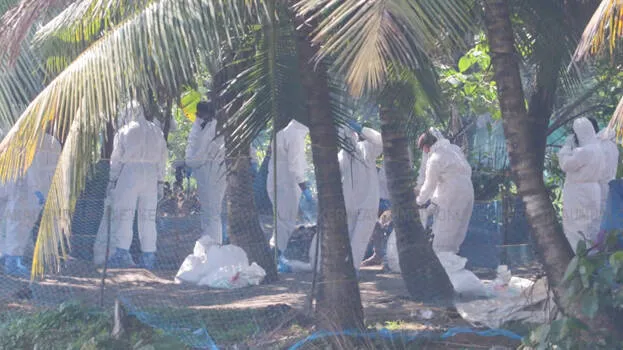 bird-flu