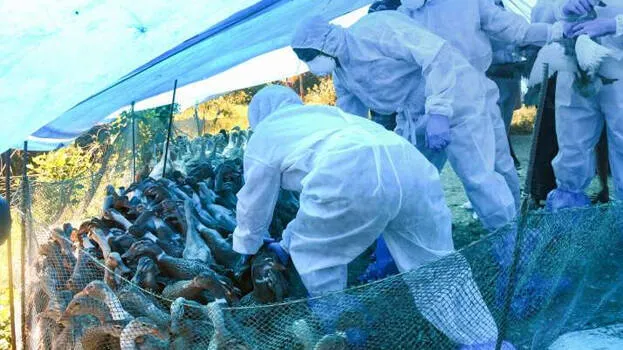 bird-flu