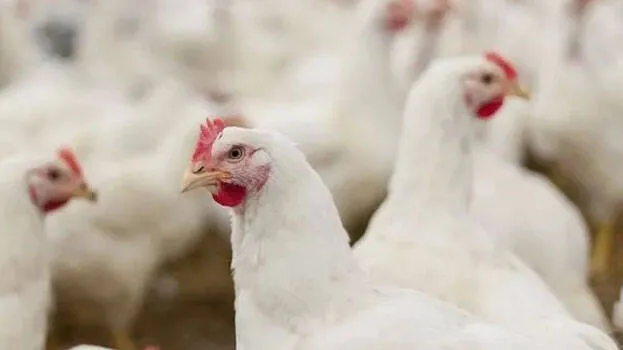 bird-flu-