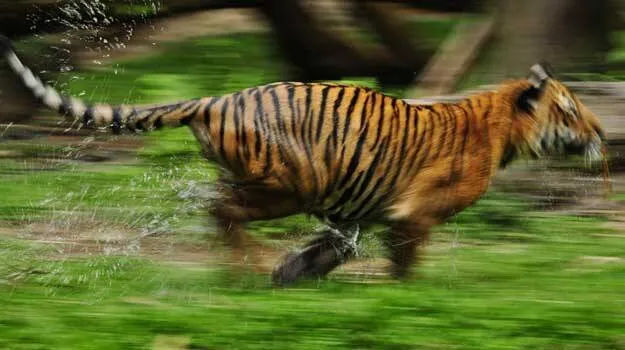 tiger-new
