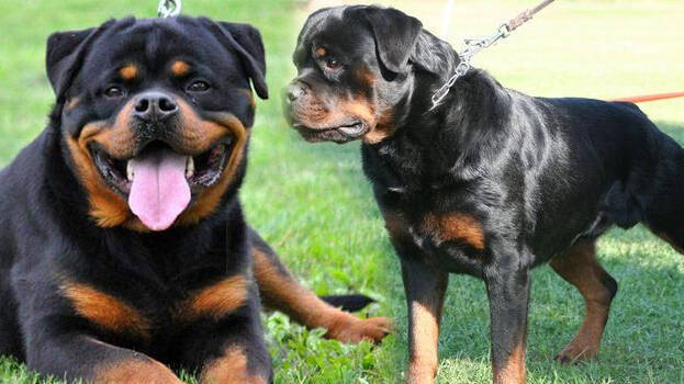 are rottweilers good farm dogs