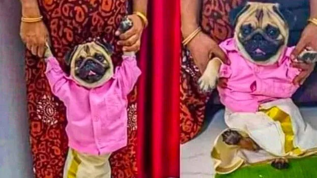pug