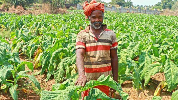 tobacco plantations