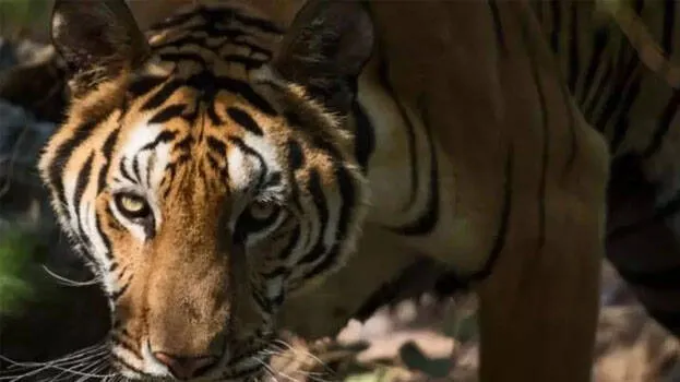 tiger