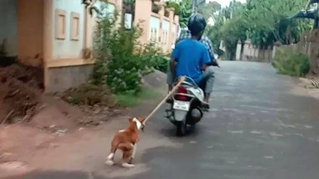 dog