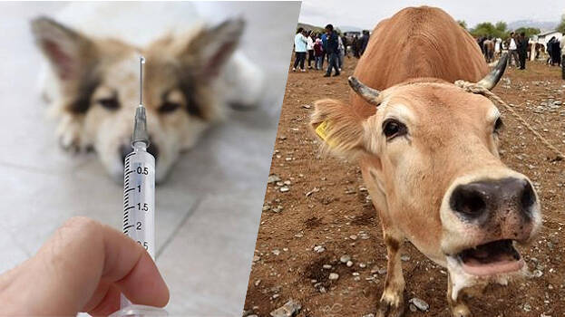 Russia produces first batch of Covid vaccine for animals - WORLD - OTHERS |  Kerala Kaumudi Online