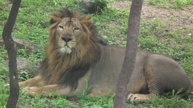 lion