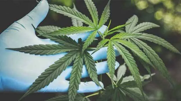 cannabis