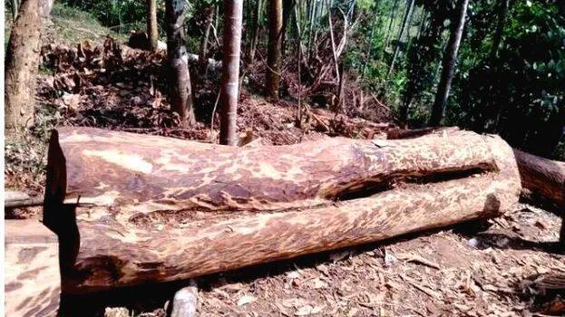 muttil-tree-felling