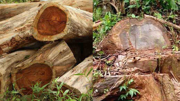 tree-felling-case