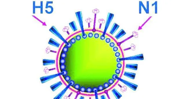 h5n1