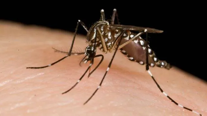 zika