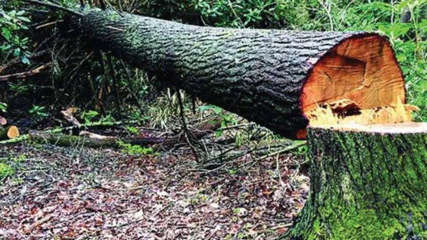 tree-felling
