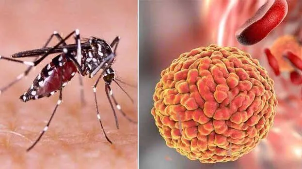 zika-virus