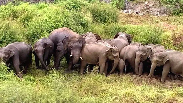wild-elephants