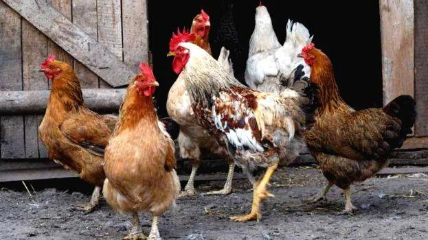 poultry