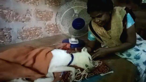 Thrissur woman sells off even her earring to save pet dog, a victim of  bungled ABC programme - SPECIAL - GENERAL | Kerala Kaumudi Online