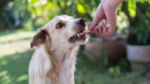 Woman fined Rs 8 lakh for feeding stray dogs, amount imposed per day is Rs 5000 - INDIA - GENERAL | Kerala Kaumudi Online Woman fined Rs 8 lakh for feeding stray dogs, amount imposed per day is Rs 5000 - INDIA - GENERAL | Kerala Kaumudi Online