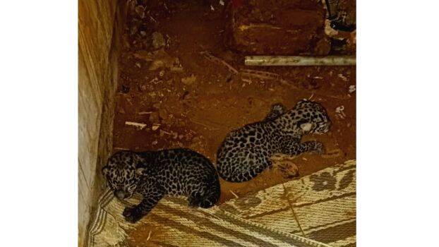 leopard-cubs