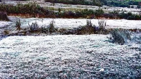 Frost in Munnar as temperature drops below zero - KERALA - GENERAL | Kerala  Kaumudi Online