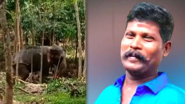 mahout