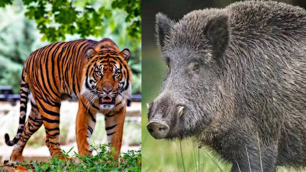 tiger vs wild boar